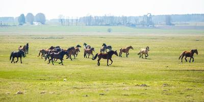 enorme mandria di cavalli nel campo. razza di cavallo da tiro bielorusso. simbolo di libertà e indipendenza foto