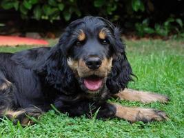 giovane cocker spaniel foto