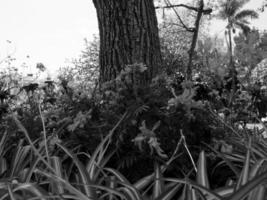 l'isola di Madera foto