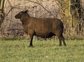 pecore su un prato in germania foto
