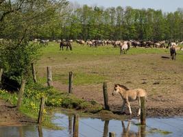 cavalli selvaggi in Westfalia foto