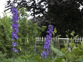 emorragia fiori nel il giardino foto