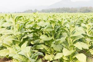 campo nicotiana tabacum foto