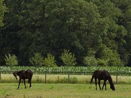 cavalli su un' prato nel il Tedesco Münsterland foto