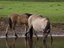 cavalli selvaggi in Westfalia foto