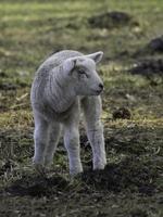 pecore su un' prato nel westfalia foto