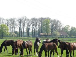 cavalli nel il Tedesco Münsterland foto