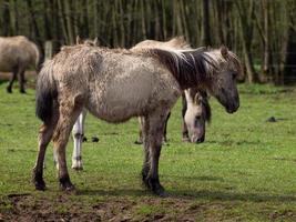 largo cavalli mandria nel Germania foto