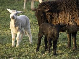 pecore nel westfalia foto