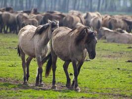 largo cavalli mandria nel Germania foto