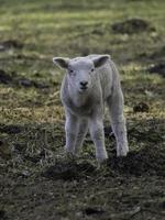 pecore su un' prato nel westfalia foto