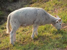 molti pecore nel westfalia foto