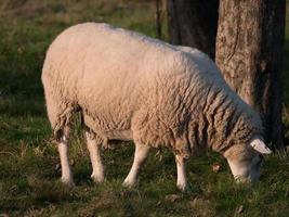 pecore su un prato foto