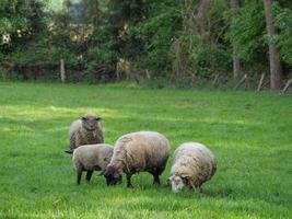 shheps e agnelli nel Germania foto