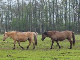 cavalli selvaggi in germania foto