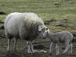 agnelli e pecore nel westfalia foto