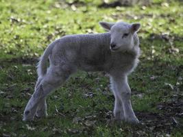 pecore nel westfalia foto