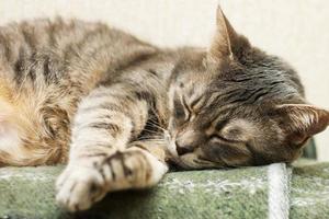 domestico grigio addormentato gatto foto