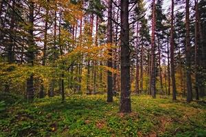 foresta nel il montagna foto