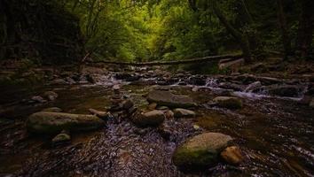 foresta fiume e il montagna foto