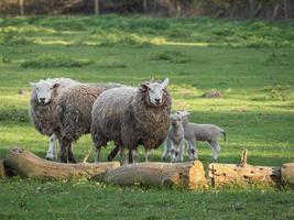 pecore su un' Tedesco prato foto