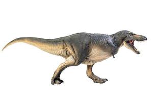 tarbosaurus dinosauro su bianca isolato sfondo ritaglio sentiero foto