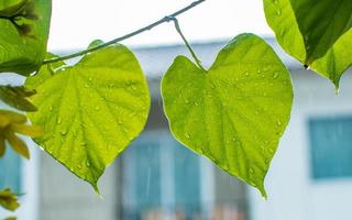 tinospora cordifolia nome locale guduchi, e giloy, è una vite erbacea della famiglia delle menispermaceae originaria delle aree tropicali dell'india usata come medicina ayurvedica foto