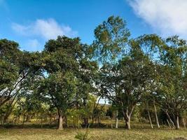 Ciao estate vacanza viaggio naturale bellissimo paesaggio prato sfondo sfondo fotografia Immagine foto