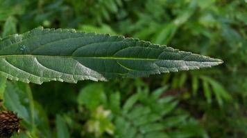 strutturato foglia sfondo. foto di semplice foglia struttura nel il foresta.