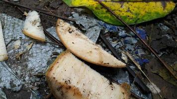 foto di Noce di cocco pelle nel il foresta