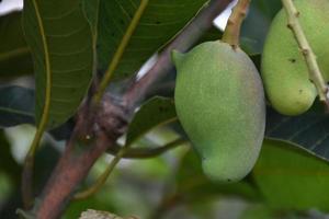 Mango su albero. foglia albero Mango. foto