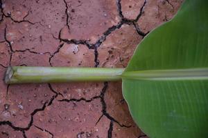 Banana foglia su isolato e bianca sfondo. foto