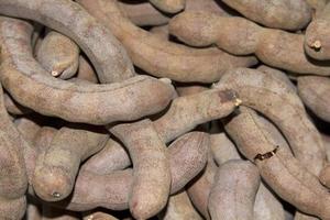 i baccelli di tamarindo marrone dolce, che hanno un sapore leggermente agrodolce che gli agricoltori vendono durante la stagione del raccolto stagionale di un anno, avranno solo una volta e avranno molta vitamina c. foto