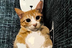 arancia soriano Zenzero gatto dire bugie fuori uso, guardare nel telecamera su isolato blu sfondo, davanti Visualizza foto