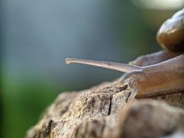 lumaca su il Di legno, nel il mattina, macro fotografia, estremo vicino su foto