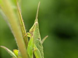 cavalletta su foglia, macro fotografia, estremo vicino su foto