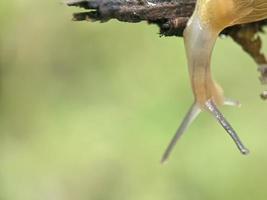 lumaca su il ramoscello, nel il mattina, macro fotografia, estremo vicino su foto