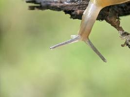 lumaca su il ramoscello, nel il mattina, macro fotografia, estremo vicino su foto