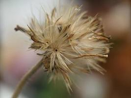 dente di leone seme, macro fotografia, estremo vicino su foto