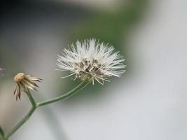 dente di leone seme, macro fotografia, estremo vicino su foto