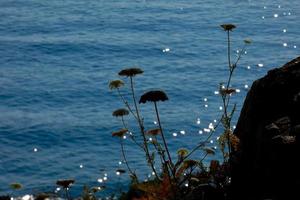 mediterraneo impianti e fiori su il mediterraneo costa di il costa brava catalana foto