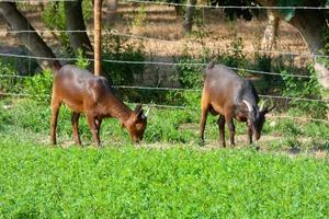 capre tranquillamente mangiare verde erba essenziale per bene latte i rendimenti foto