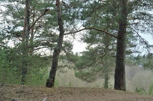 foresta di pino alberi. sfondo foresta natura foto