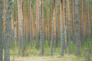 il foresta di loro pino alberi in piedi difficilmente dritto foto