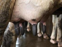 mungitura del lavaggio del seno di una mucca