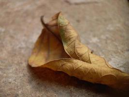 un' foglio di asciutto foglia è su il terra. avvicinamento di un' asciutto foglia foto