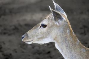 ritratto di un' giovane cervo foto