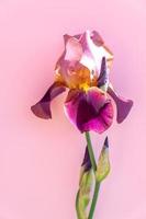 bellissimo blu iris fiore su rosa sfondo. estate fiorire foto