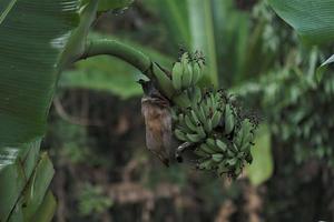 foto di Banana frutta su azienda agricola