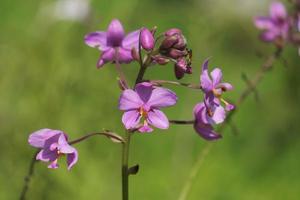 phalaenopsis comunemente conosciuto come falena orchidee, è un' genere di di Settanta specie di impianti nel il famiglia orchidacee. foto